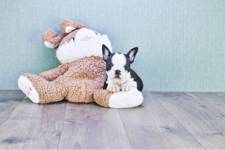 Playful French Bulldog Purebred Pup