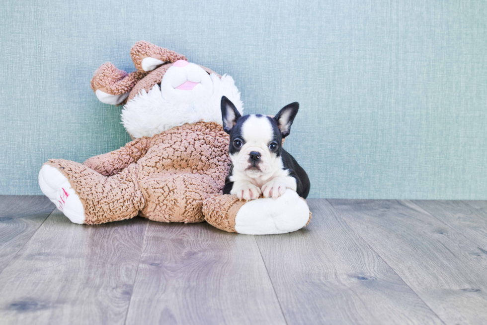 Playful French Bulldog Purebred Pup