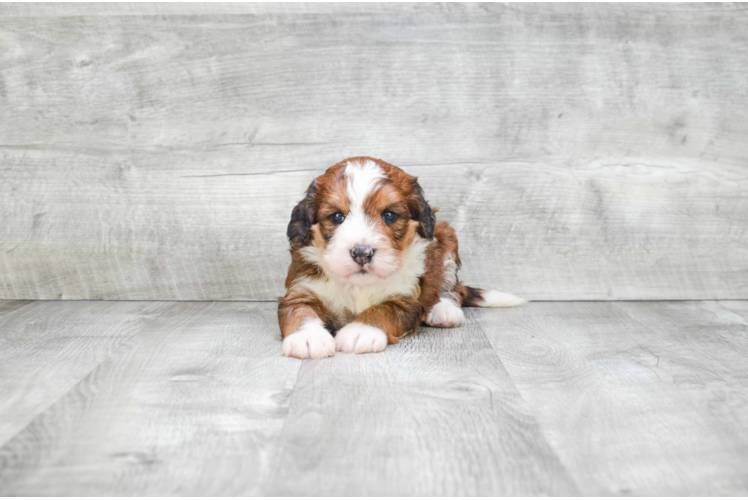 Popular Mini Bernedoodle Poodle Mix Pup