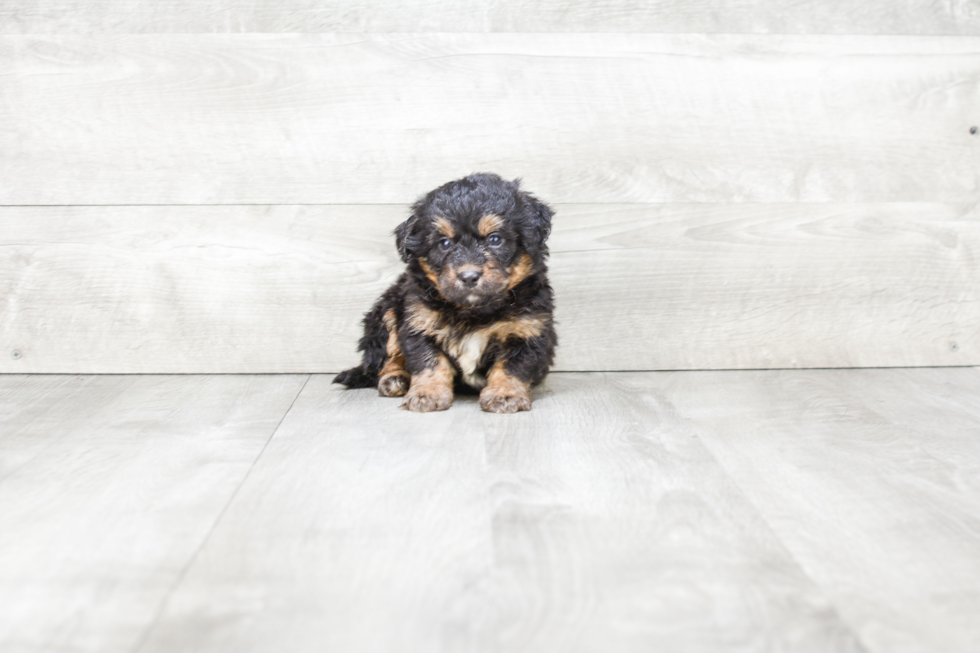 Best Mini Bernedoodle Baby