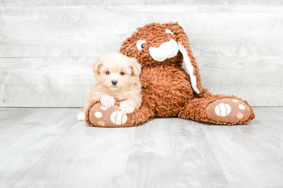 Adorable Maltese Poodle Poodle Mix Puppy