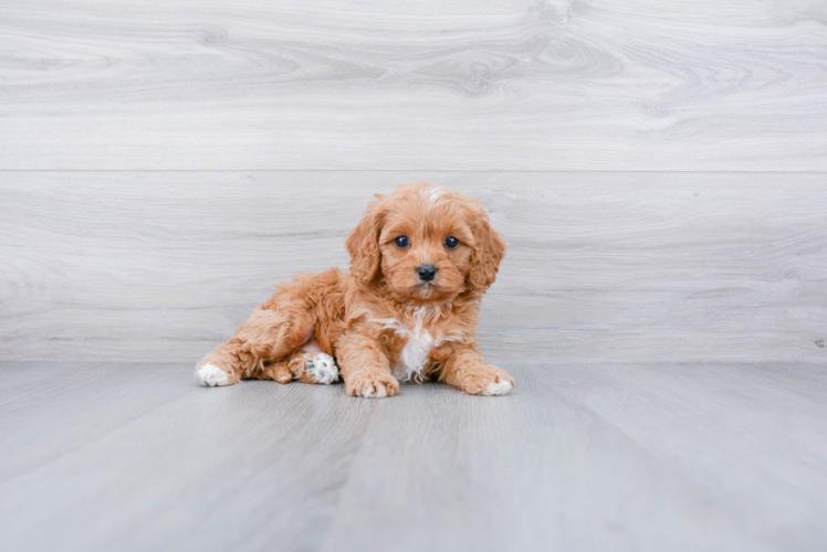 Cavapoo Pup Being Cute