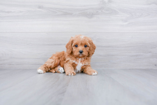 Cavapoo Pup Being Cute