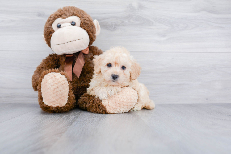 Poodle Puppy for Adoption