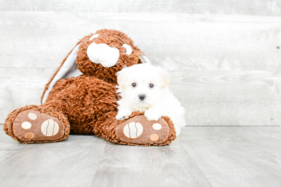 Maltipoo Pup Being Cute