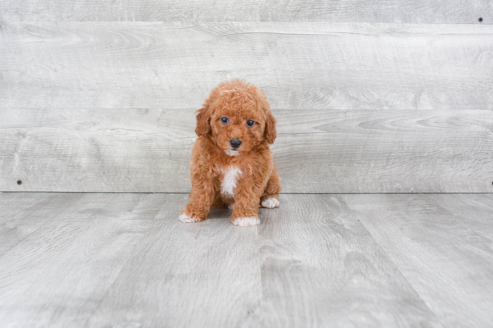 Smart Maltipoo Poodle Mix Pup