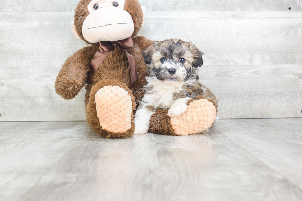 Best Havanese Baby