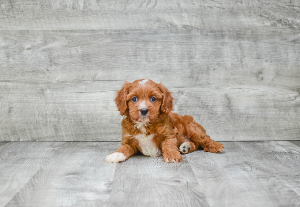 Funny Cavapoo Poodle Mix Pup