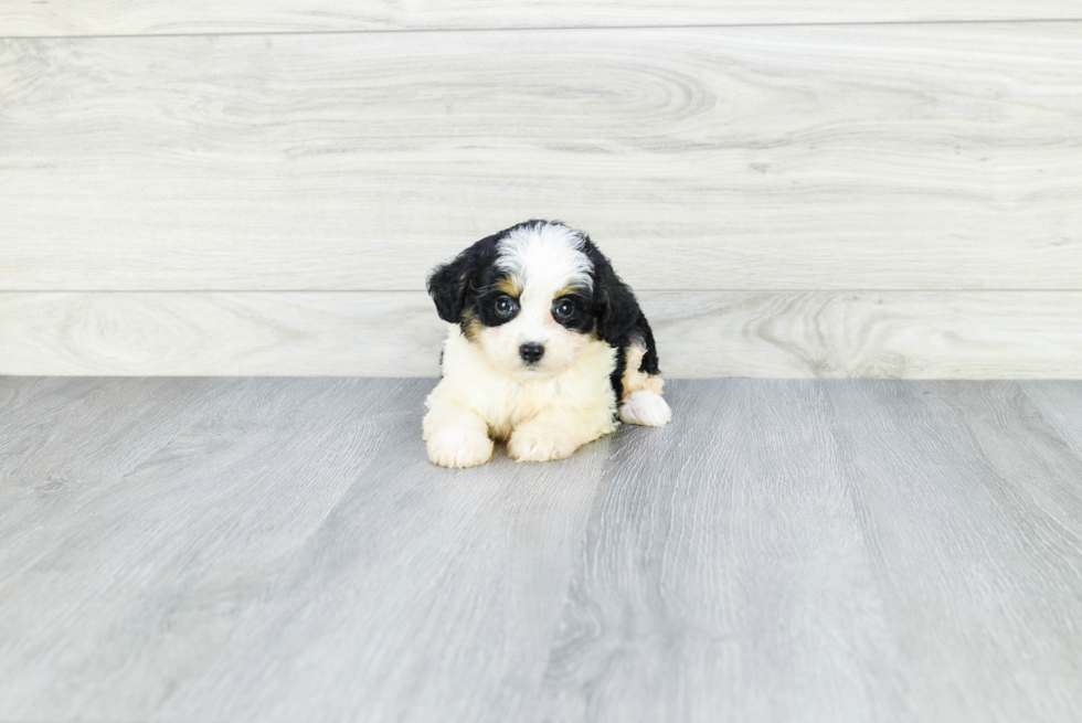 Friendly Mini Aussiedoodle Baby