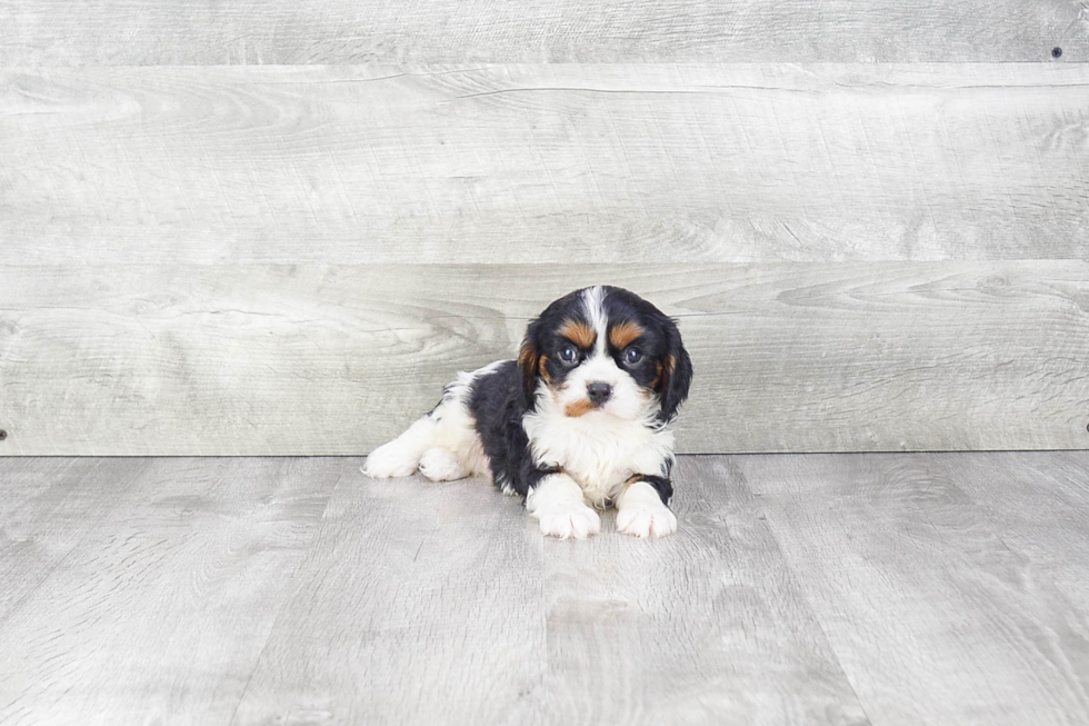 Funny Cavalier King Charles Spaniel Purebred Pup