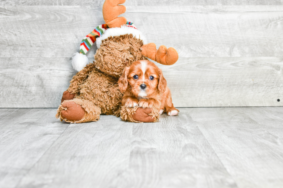 Cavalier King Charles Spaniel Puppy for Adoption