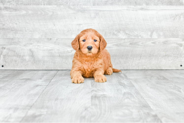 Best Mini Goldendoodle Baby