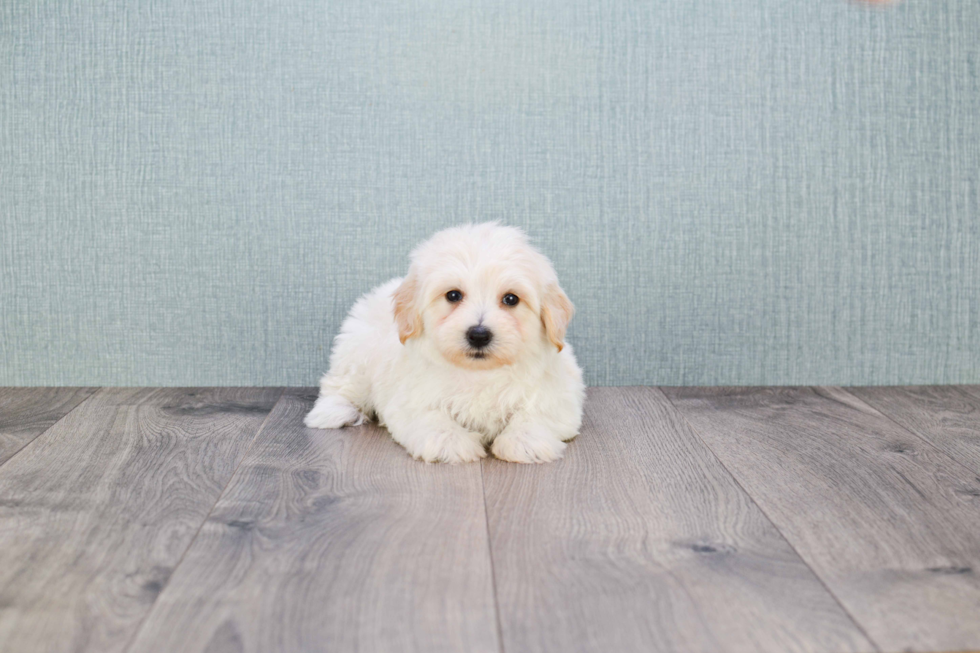 Maltipoo Puppy for Adoption