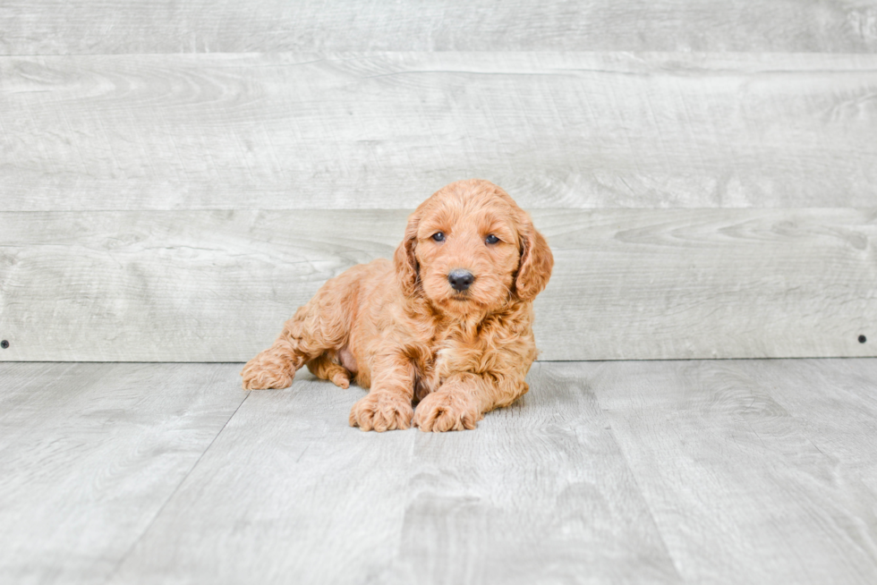 Popular Mini Goldendoodle Poodle Mix Pup