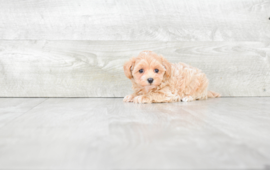 Maltipoo Puppy for Adoption