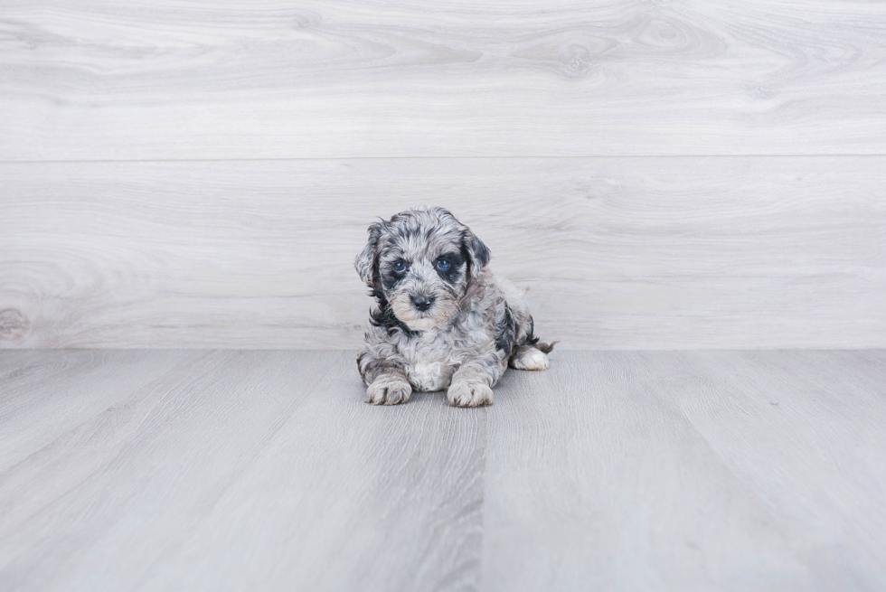 Best Mini Goldendoodle Baby