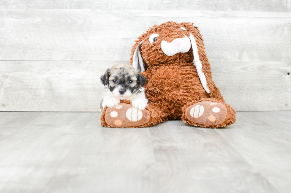 Havanese Pup Being Cute