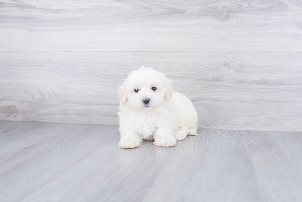Maltipoo Puppy for Adoption