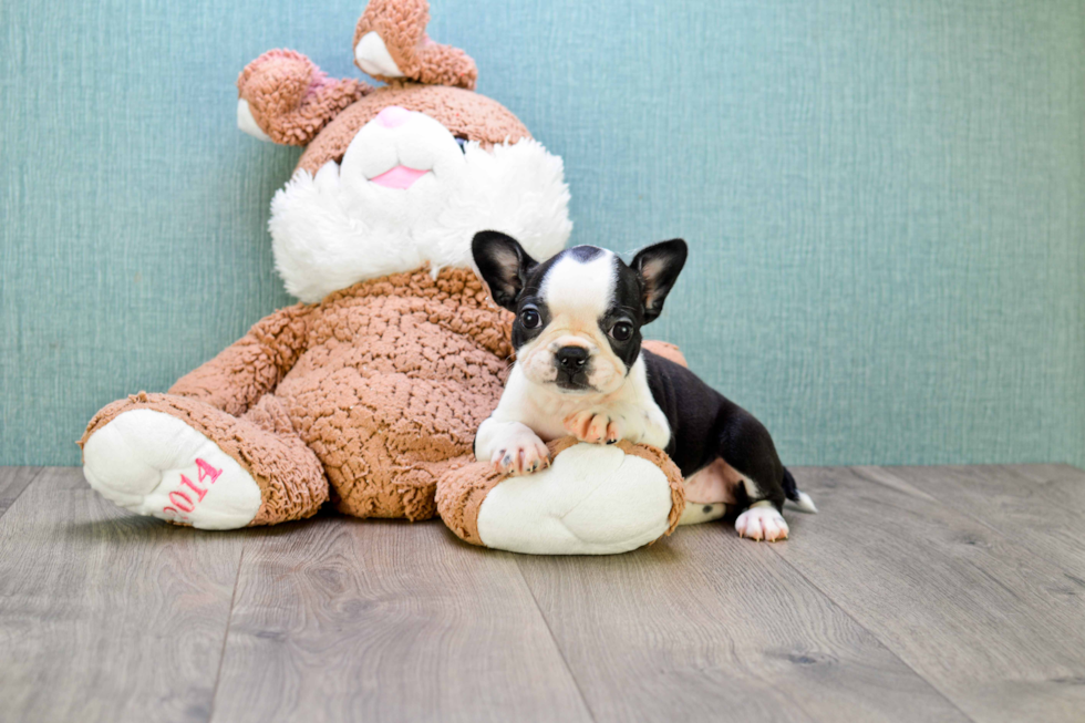 French Bulldog Puppy for Adoption