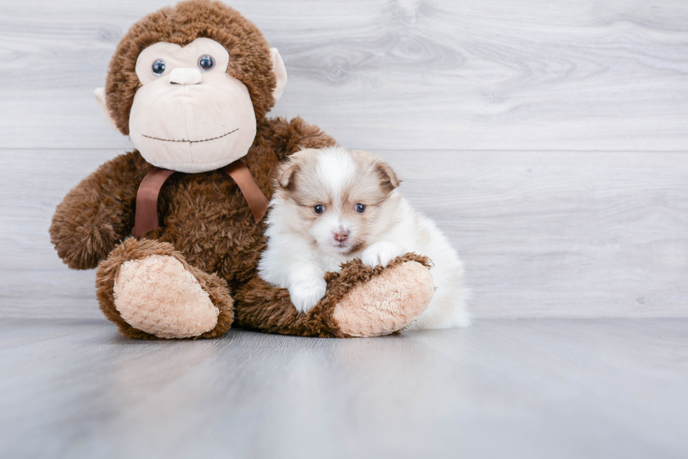 Fluffy Pomeranian Purebred Puppy