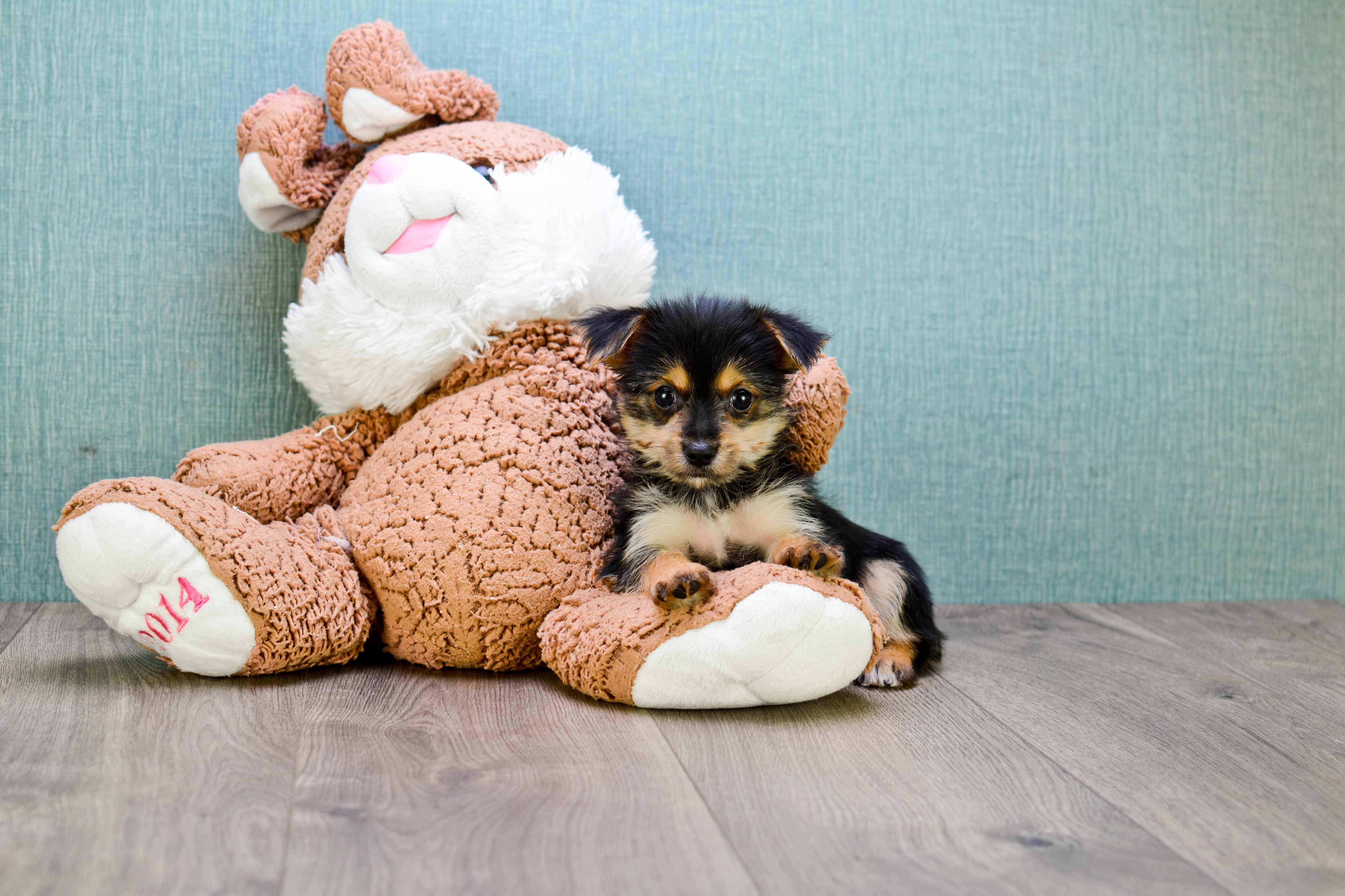 Best Morkie Baby