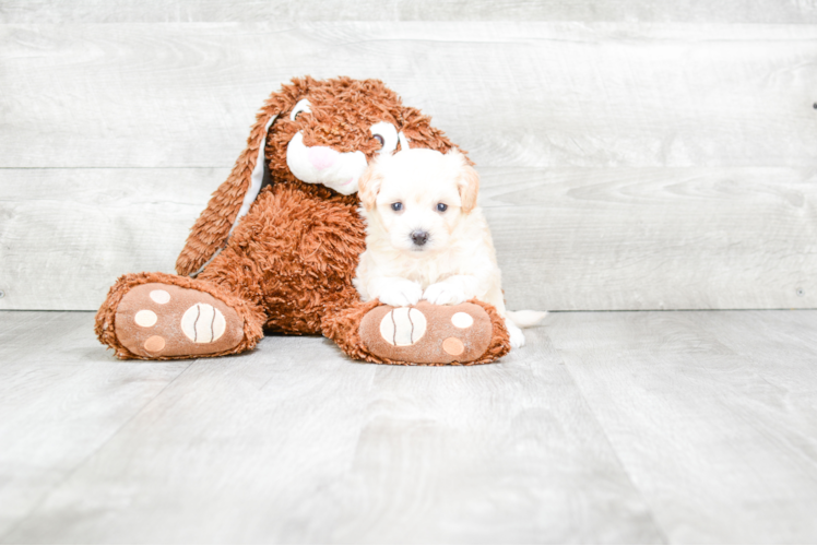 Best Maltipoo Baby