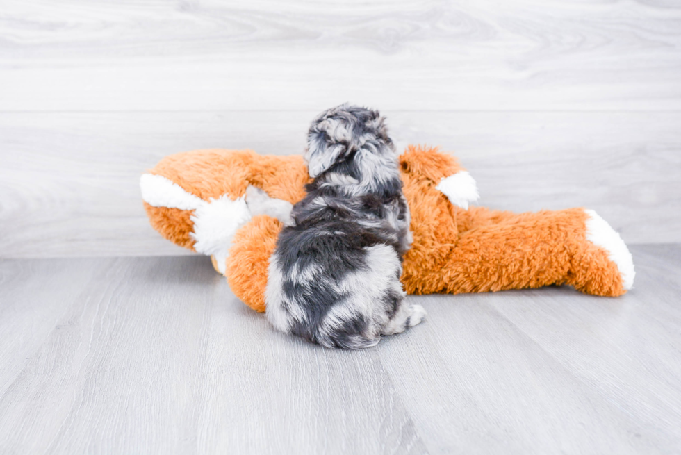 Popular Mini Aussiedoodle Poodle Mix Pup