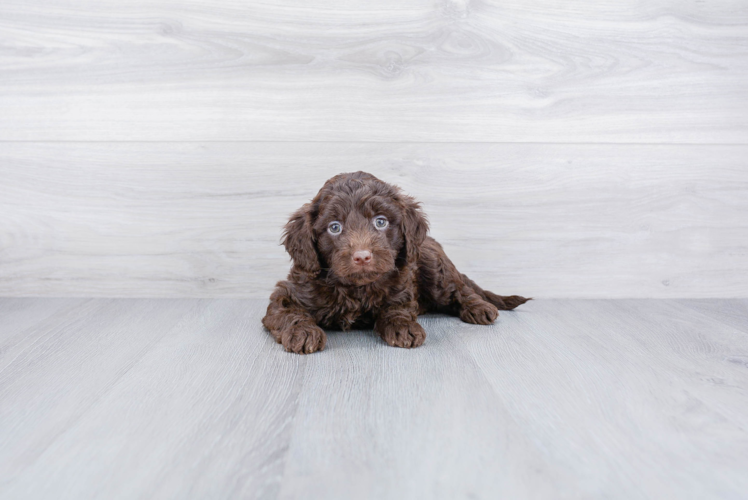 Friendly Mini Goldendoodle Baby