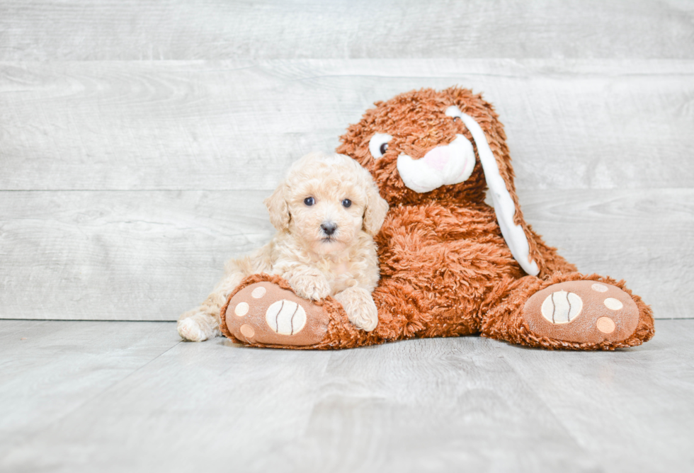 Funny Poodle Purebred Pup