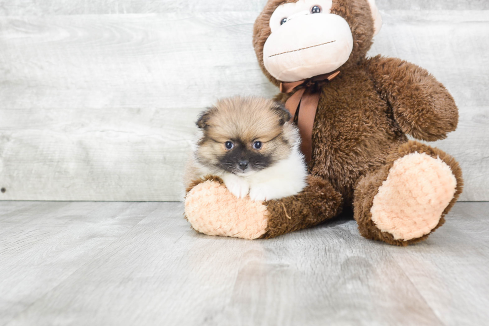 Funny Pomeranian Purebred Pup