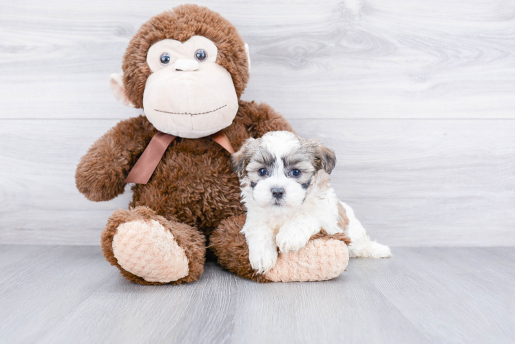 Teddy Bear Pup Being Cute