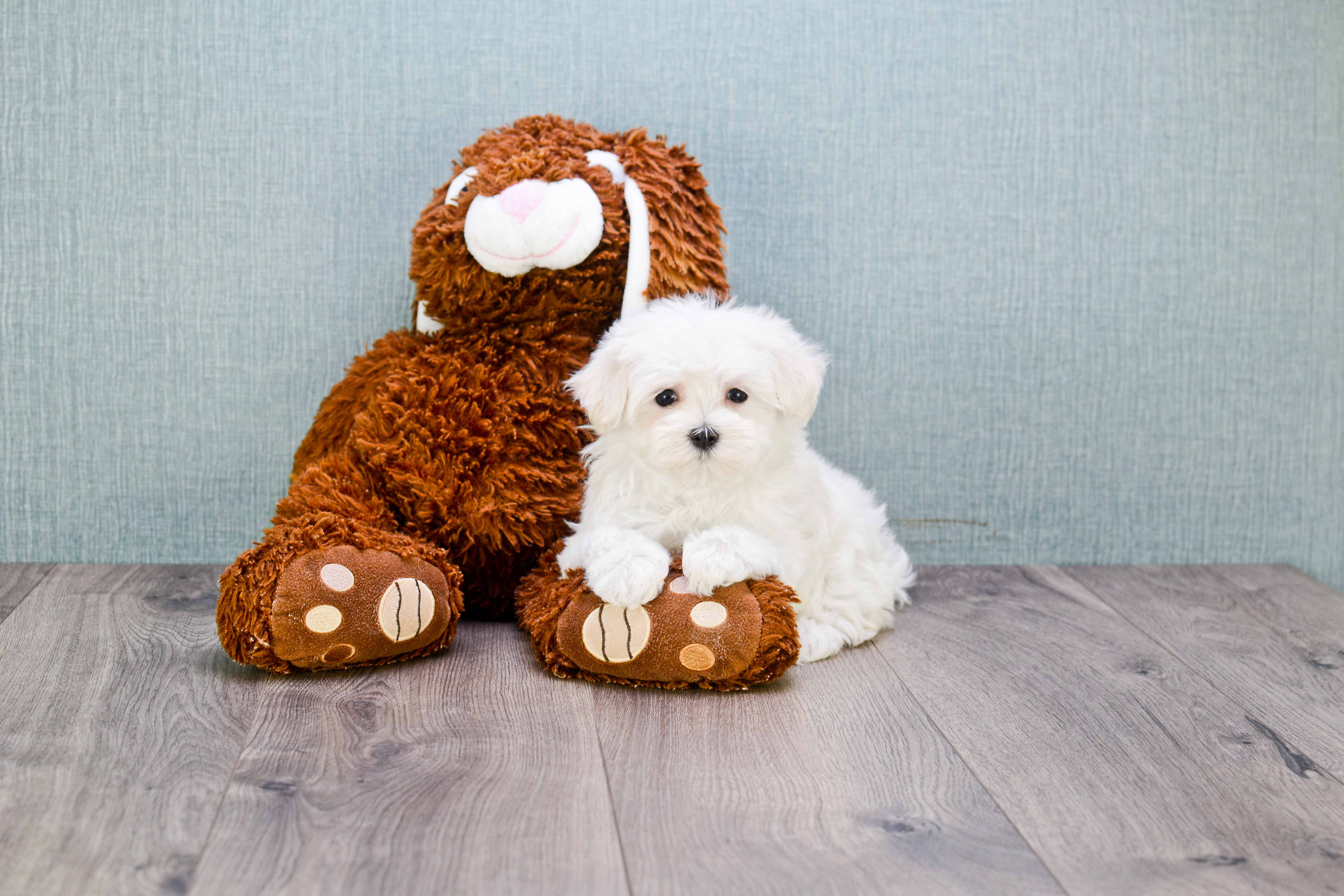 Maltese Puppy for Adoption