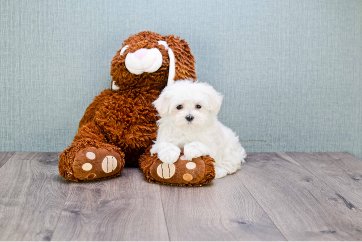 Maltese Puppy for Adoption