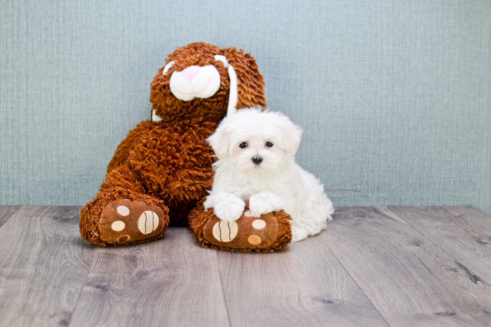Maltese Puppy for Adoption