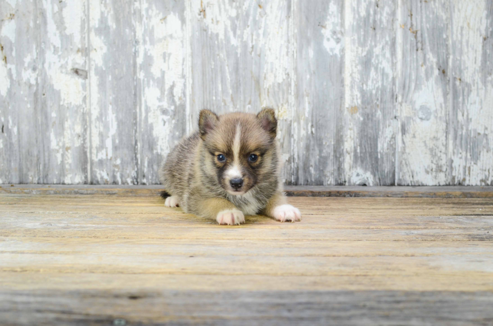 Best Pomsky Baby