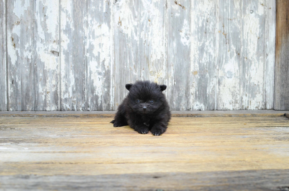 Funny Pomeranian Purebred Pup