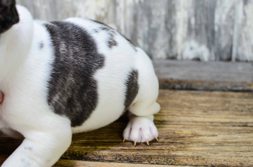 French Bulldog Puppy for Adoption