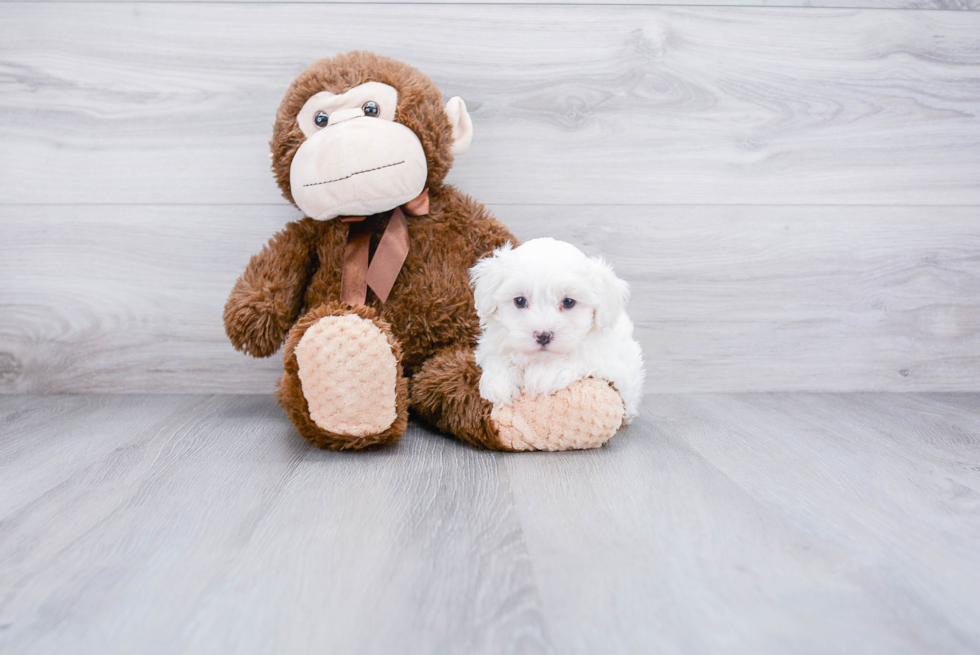 Best Maltipoo Baby