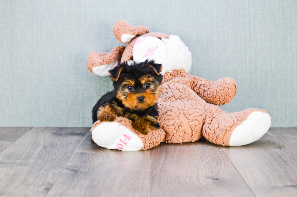 Meet Capone - our Yorkshire Terrier Puppy Photo 