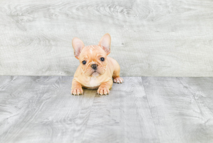 Best French Bulldog Baby