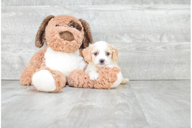 Adorable Cavalier Designer Puppy