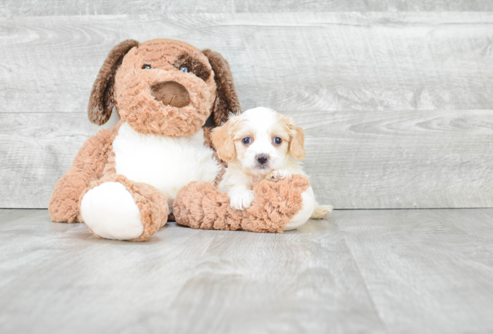 Adorable Cavalier Designer Puppy