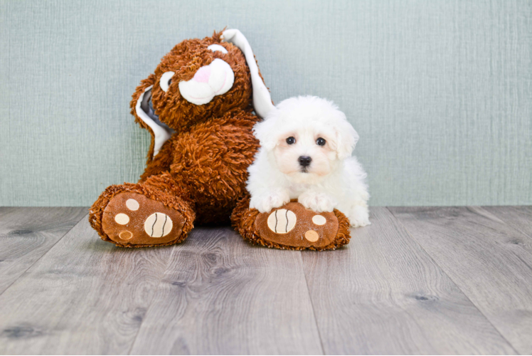 Maltipoo Pup Being Cute