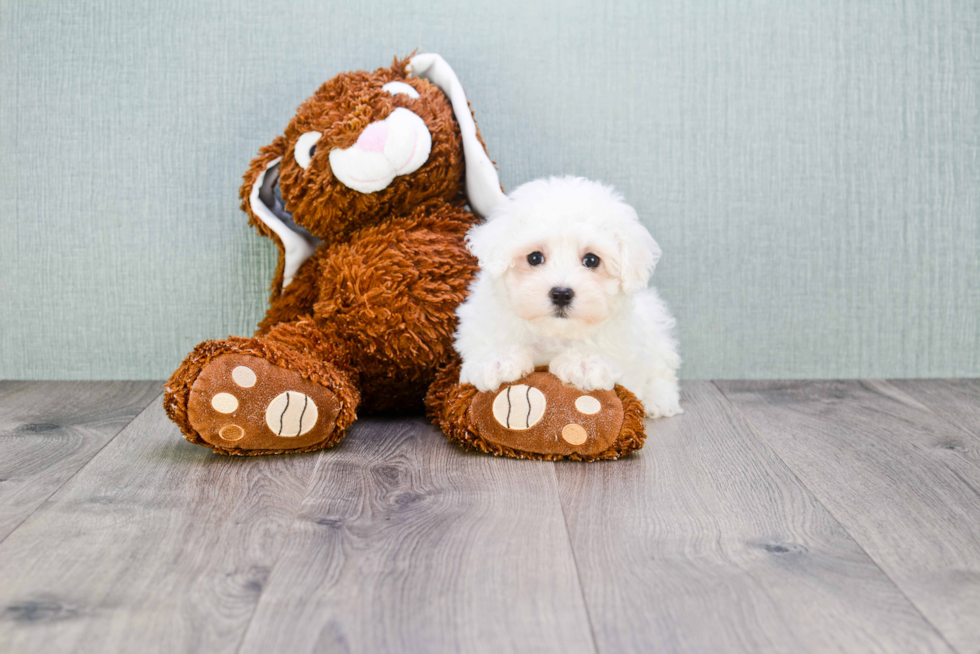 Maltipoo Pup Being Cute