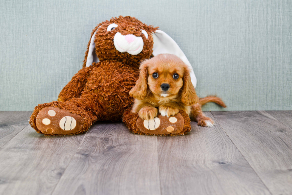 Playful Cavalier King Charles Spaniel Baby