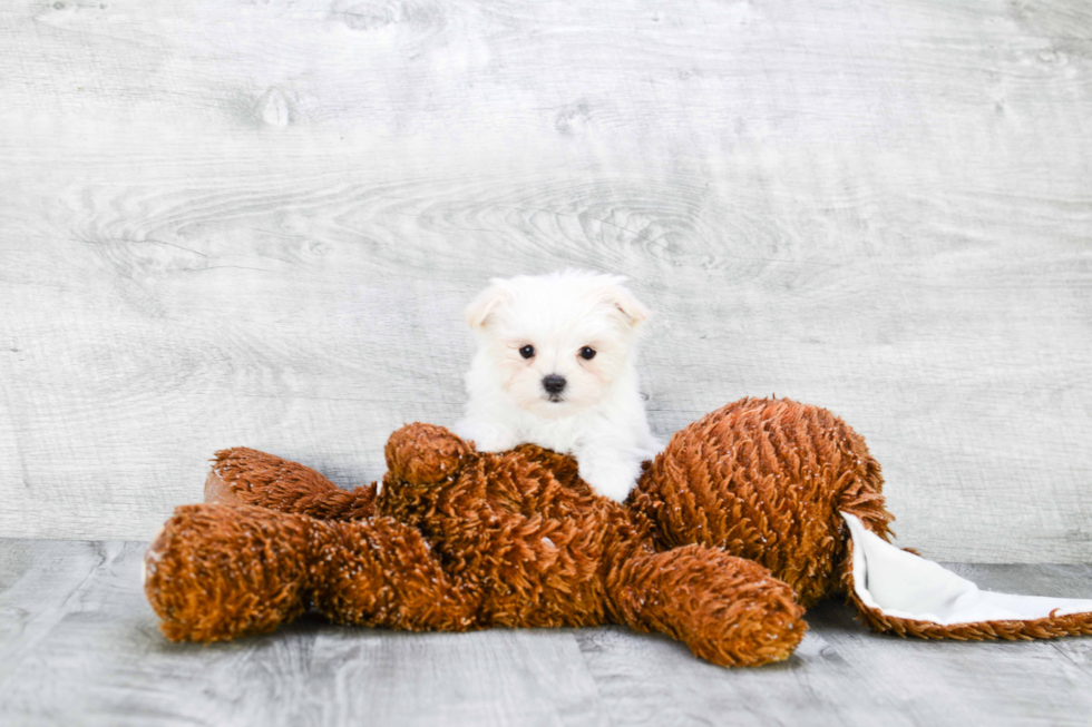 Sweet Maltipoo Baby