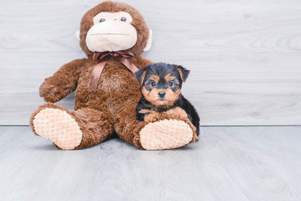 Meet Bella - our Yorkshire Terrier Puppy Photo 