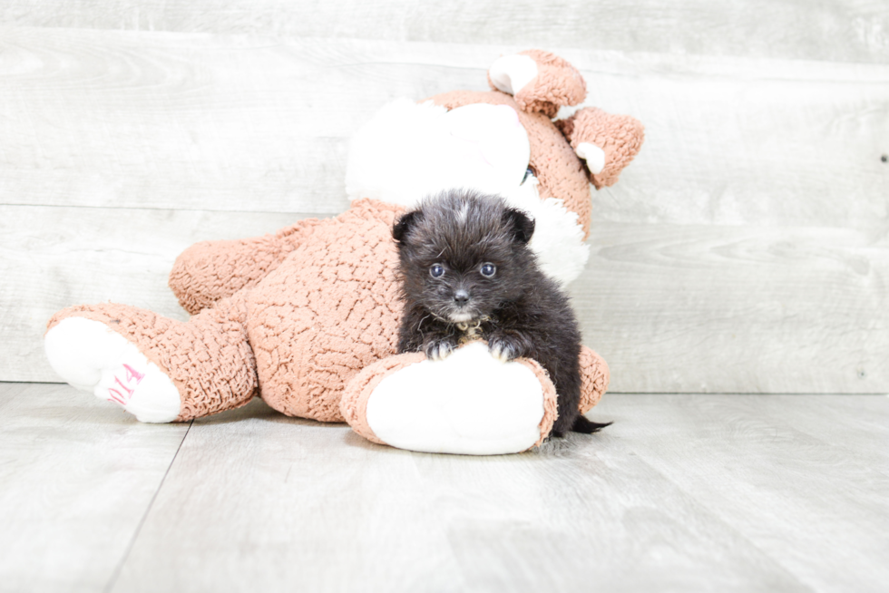 Pomeranian Pup Being Cute