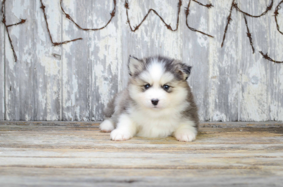 Pomsky Puppy for Adoption