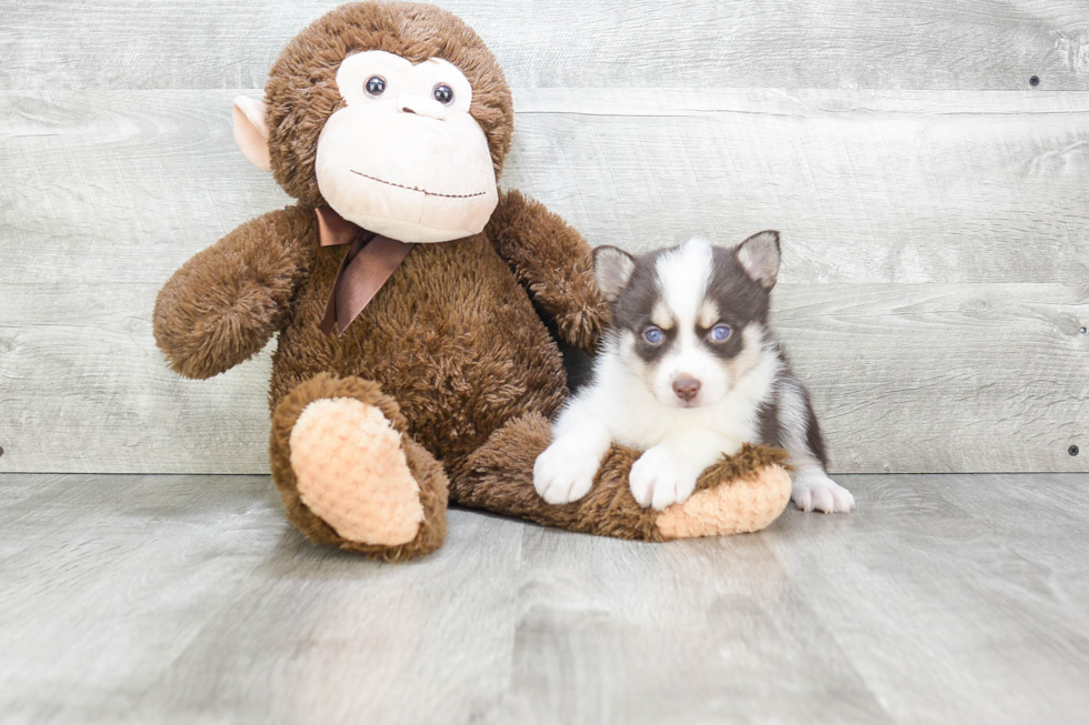 Pomsky Pup Being Cute